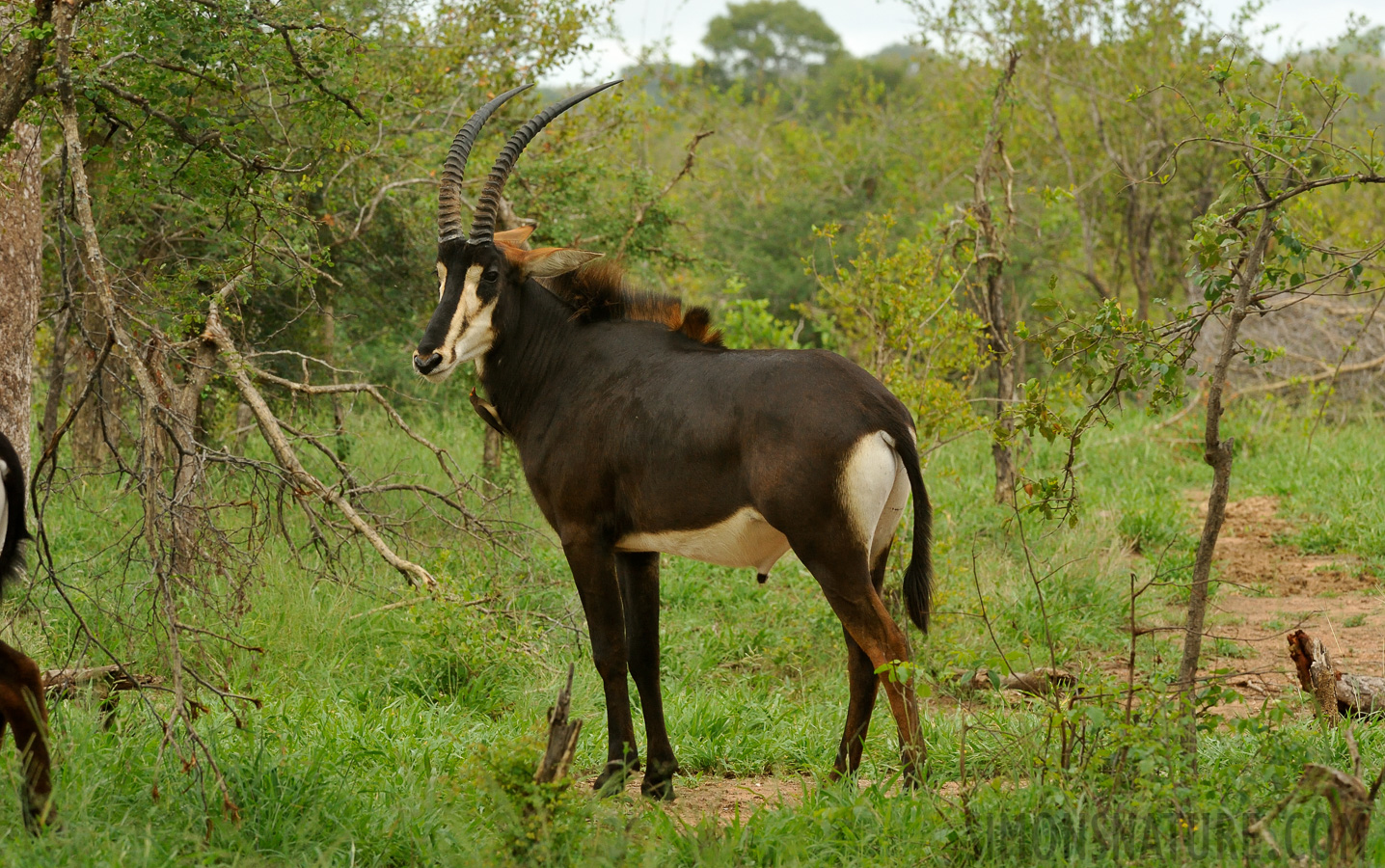 Hippotragus niger niger [280 mm, 1/400 sec at f / 13, ISO 1600]